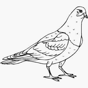 Pigeon